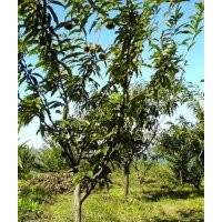 板栗苗、板栗樹苗、華光板栗苗、黃棚板栗苗