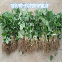 營養(yǎng)高的紅果草莓品種紅顏草莓苗結(jié)果鮮艷香味濃