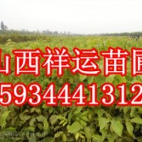 【山西祥運苗圃】核桃苗 國槐苗 蘋果苗 山楂苗 桃樹苗
