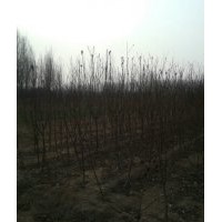 瑪瑙紅櫻桃苗、櫻桃樹苗、吉塞拉櫻桃苗、紅燈櫻桃苗