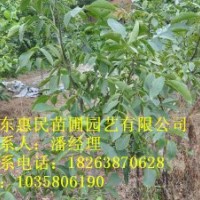 供應(yīng)山東泰安薄殼核桃樹苗 0.6-3公分 占地核桃樹