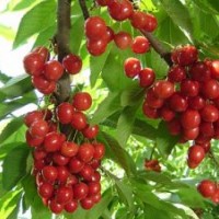 供應(yīng)櫻桃樹苗 櫻桃樹小苗的價(jià)格 櫻桃樹苗木的批發(fā)