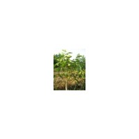 供應(yīng)多品種核桃苗/二年掛果核桃苗價(jià)格-山西核桃苗種植技術(shù)