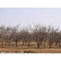 山楂樹3-15公分冠幅好可帶土球