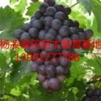 戶太8號葡萄苗