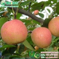 新西蘭紅梨 口感表現(xiàn)突出 新西蘭紅梨 優(yōu)質(zhì)紅梨小苗供應