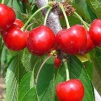 桃樹苗品種，桃樹苗價格如何？櫻桃樹苗基地