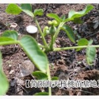 云南泡核桃苗：海天核桃苗價(jià)格優(yōu)惠，云南薄殼核桃苗