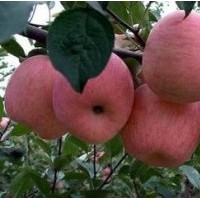山西富士蘋果苗供應|嘎啦蘋果苗銷售|矮化蘋果苗價格