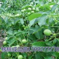陜西核桃苗|哪里有核桃苗|河南核桃苗