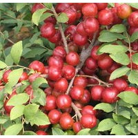 大量低價(jià)鈣果苗出售、中華鈣果苗大量低價(jià)供應(yīng)