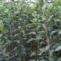 專供梨樹
