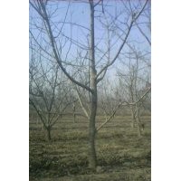 供應核桃苗，核桃樹，3公分以上的核桃樹