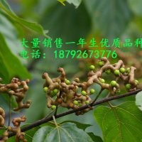 陜西惠民拐棗
