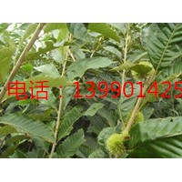 板栗怎樣劈接，板栗苗培育，板栗苗種植