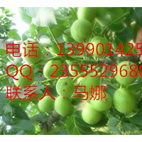 湖南香玲核桃苗認(rèn)識(shí)，香玲核桃苗苗圃，香玲核桃苗在哪里購(gòu)買