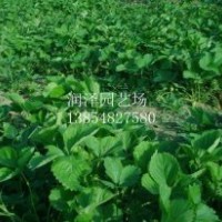 大量供應(yīng)草莓苗，