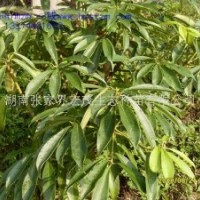 八角茴香小苗