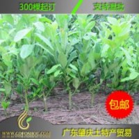 廣東 嫁接 【佛手苗】 免郵費 送《佛手種植技術教程》
