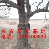 景觀z棗樹
