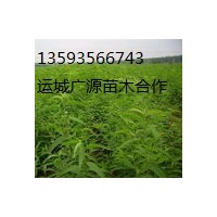 山西果樹苗木基地【桃樹杏樹蘋果樹實(shí)生苗】出售及價(jià)格優(yōu)惠