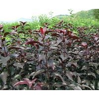 金紅123果樹苗