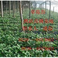 草莓苗、出售草莓苗、草莓苗新品種、草莓苗價格