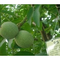 品種核桃苗,嫁接核桃苗,實生核桃苗,成品核桃苗