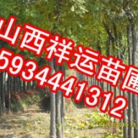供應(yīng)核桃苗 國槐苗 刺槐苗 油松 白皮松 側(cè)柏 蘋