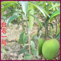 供應(yīng)芒果苗 臺農(nóng)一號 四季蜜芒 金煌芒 澳芒 貴妃 凱特芒果苗等等