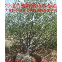 八棱海棠樹