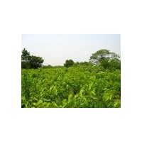 供應(yīng)柿子苗=柿子苗=柿子苗=柿子苗=柿子苗價格