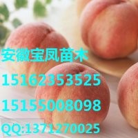 安徽占地桃樹苗#浙江占地桃樹苗#河南占地桃樹苗