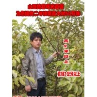 供二年以上的香玲核桃樹/清香核桃樹/遼核核桃樹/核桃苗