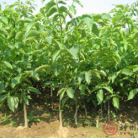 供應今年核桃苗，核桃樹各種規(guī)格