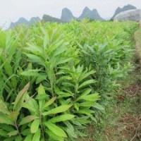 供應(yīng)廣西桂林陽(yáng)朔縣白沙楊梅秧苗