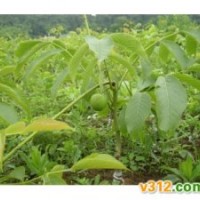 供應(yīng)核桃苗、國槐苗
