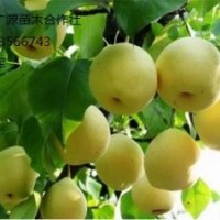 梨樹苗出售、優(yōu)質(zhì)嫁接梨樹苗大量供應(yīng)