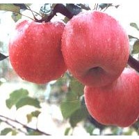 供應(yīng)蘋果苗;桃樹苗,山楂苗，梨樹苗，