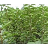 供應直銷白皮松 櫻桃苗 蘋果苗 鈣果苗