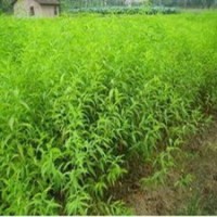 運(yùn)城桃樹苗供應(yīng)，您的信賴與選擇