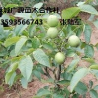 低價(jià)出售核桃苗、山西運(yùn)城廣源苗木合作社
