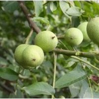 【供】 薄皮核桃苗 香玲核桃苗 遼核核桃苗