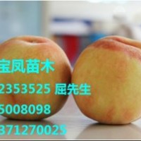 供應(yīng)桃樹(shù)苗 買(mǎi)桃樹(shù)苗新品種注意事項(xiàng)