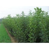 供應(yīng)蘋(píng)果苗蘋(píng)果苗圖片蘋(píng)果苗價(jià)格