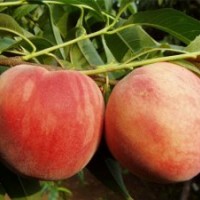 油桃苗