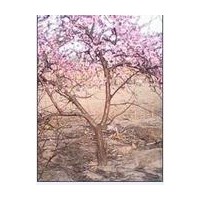 3公分桃樹-20公分桃樹價(jià)格