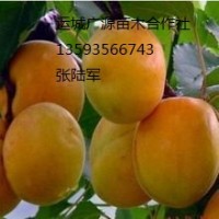 杏樹出售3-10公分優(yōu)惠價(jià)格、各種占地樹出售