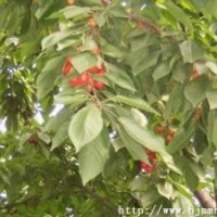 供應(yīng)大櫻桃苗、大櫻桃樹、品種大櫻桃苗、品種大櫻桃樹