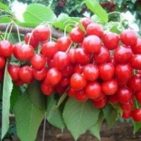 供應葡萄苗紅提葡萄苗巨峰葡萄苗